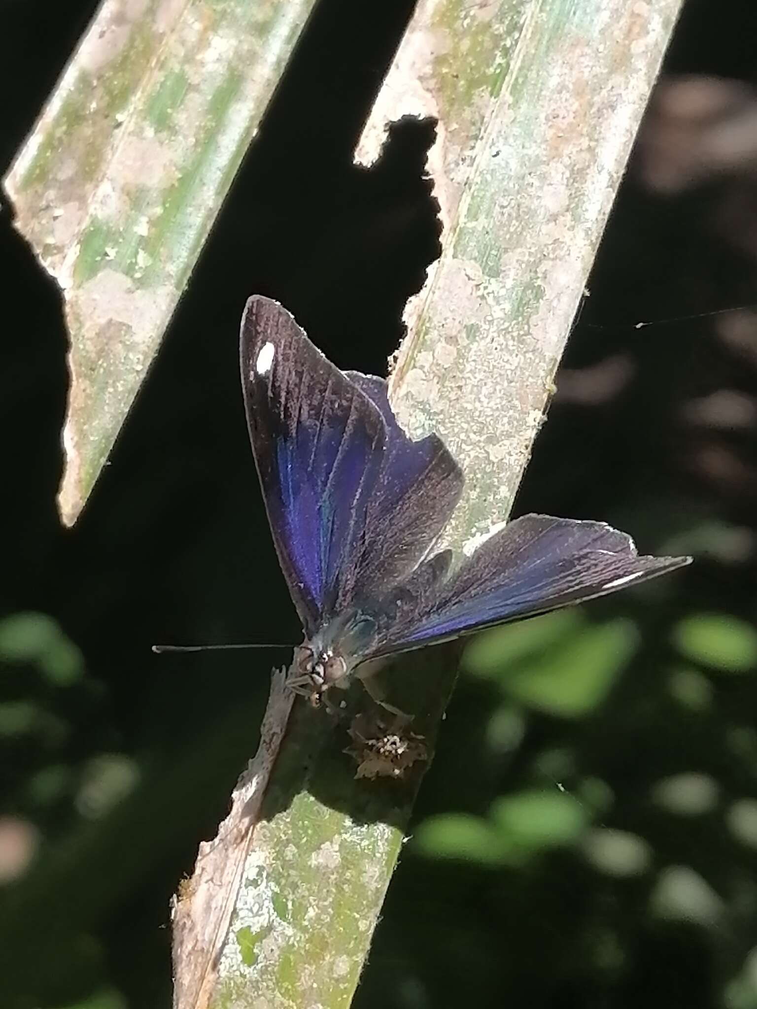 Image of Diaethria asteria Godman & Salvin 1894