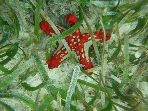 Image of African red knob sea star