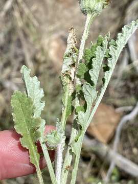 Image of Arctotis arctotoides (L. fil.) O. Hoffm.