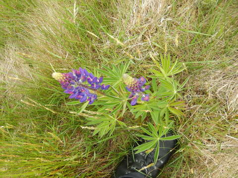 Image of big-leaved lupine