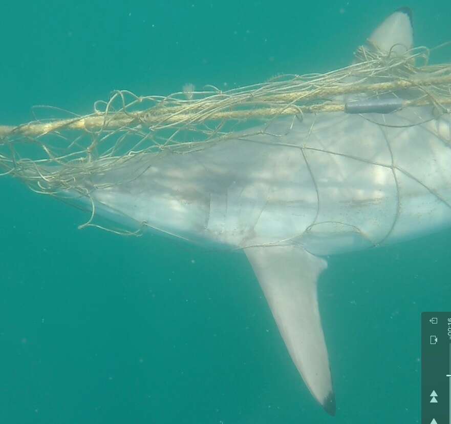 Image of Spinner Shark