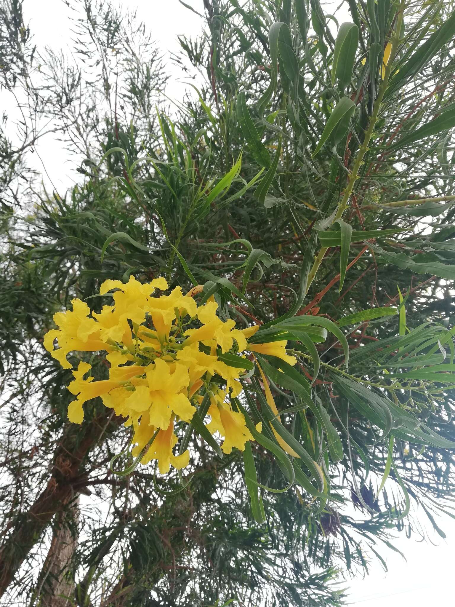 Image of Astianthus