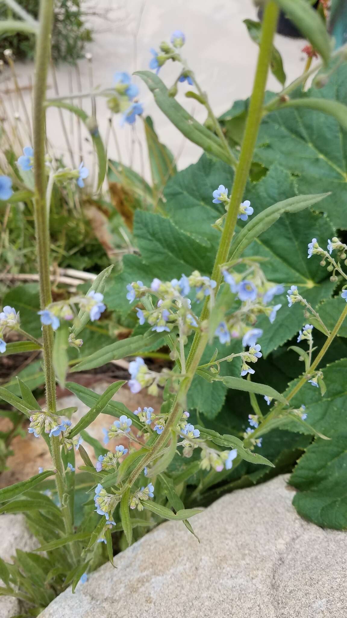 صورة Hackelia floribunda (Lehm.) I. M. Johnst.