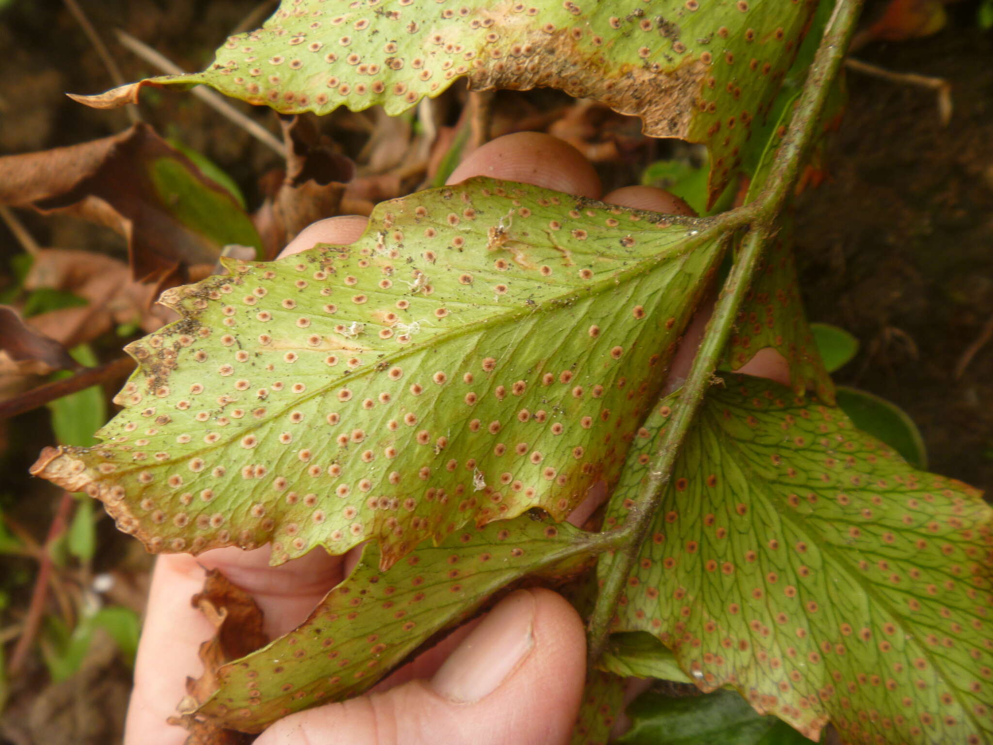 Image of Japanese netvein hollyfern