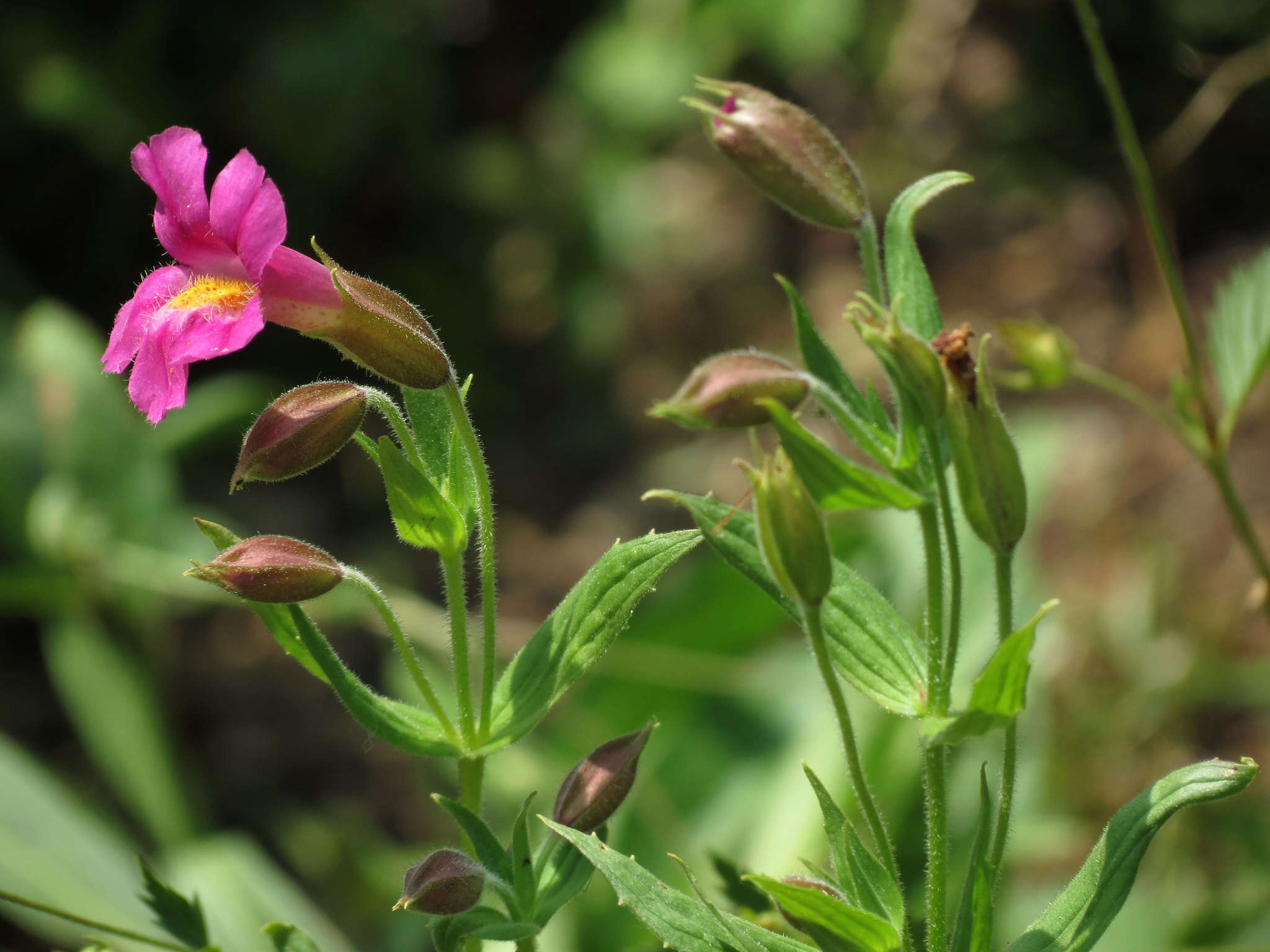 Image of Great Purple Monkey-Flower