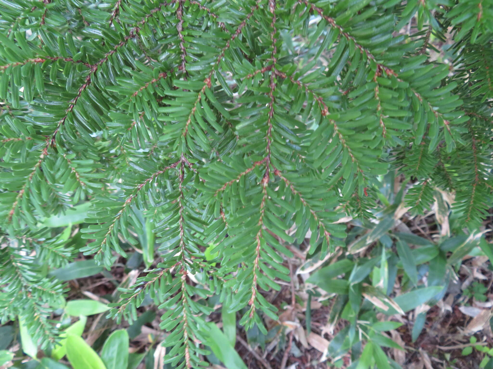 Image of Northern Japanese Hemlock