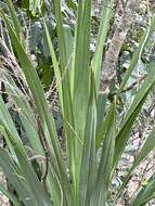 Image of Cordyline sellowiana Kunth