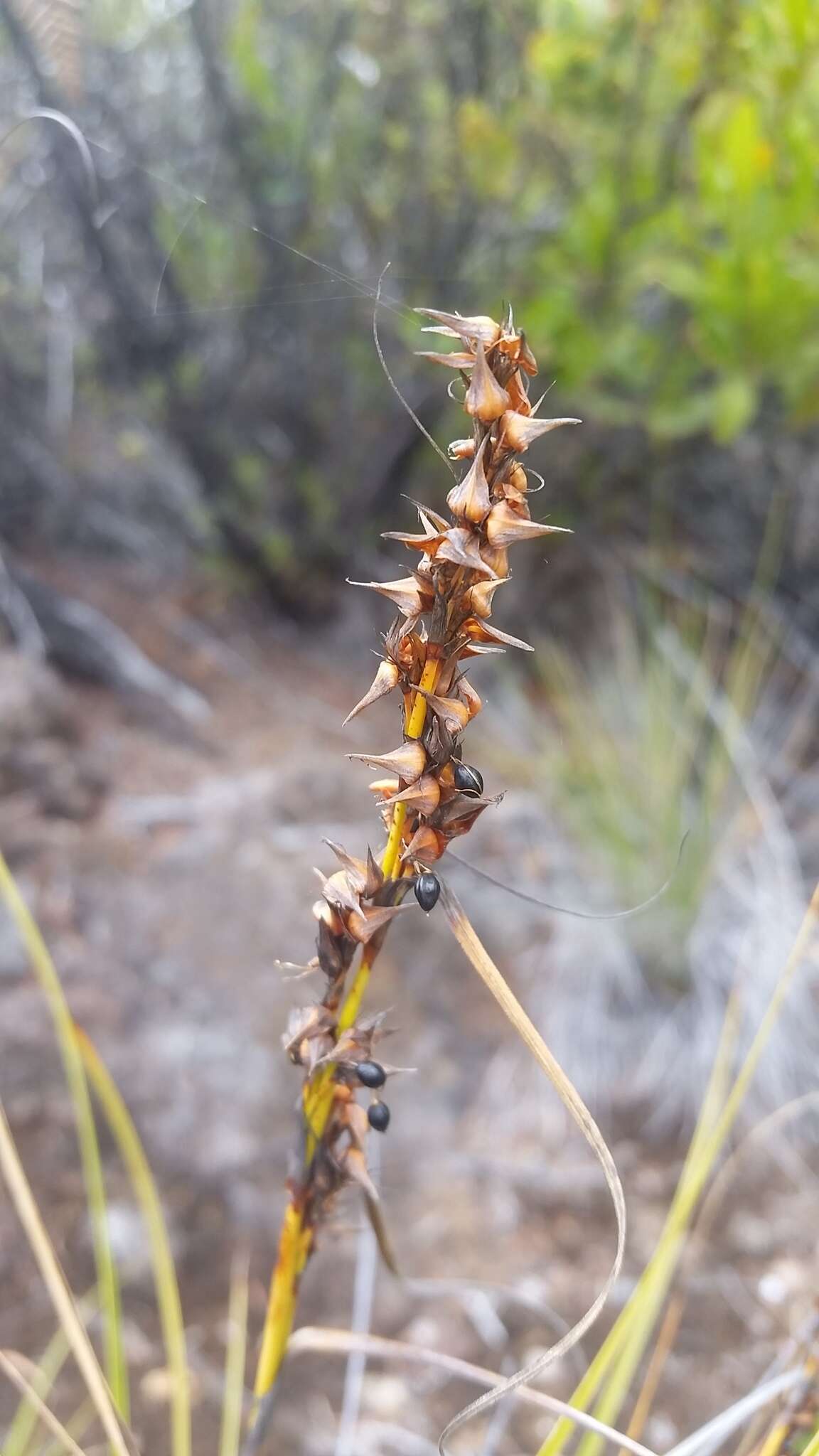 Imagem de Morelotia gahniiformis Gaudich.