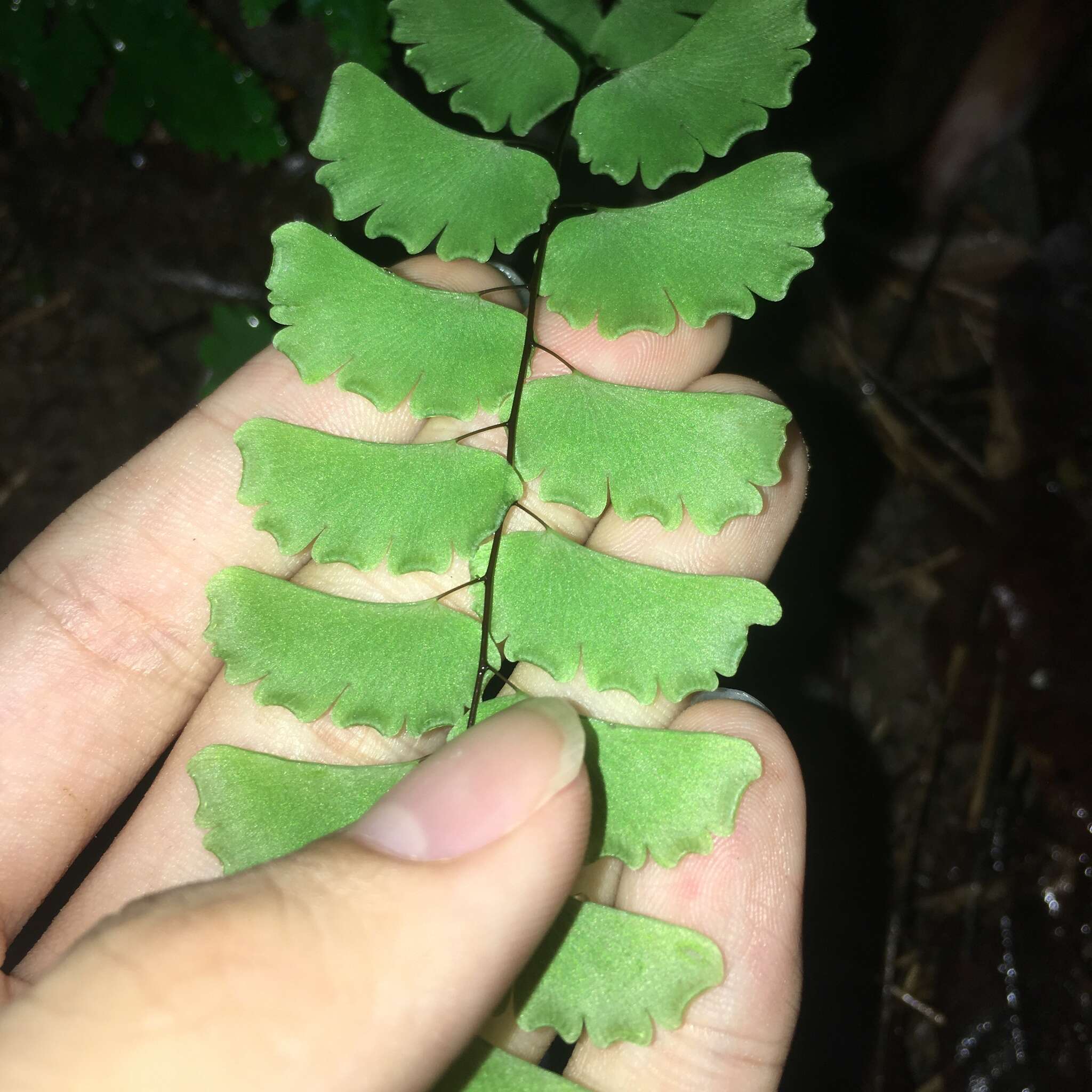 Adiantum menglianense Y. Y. Qian的圖片