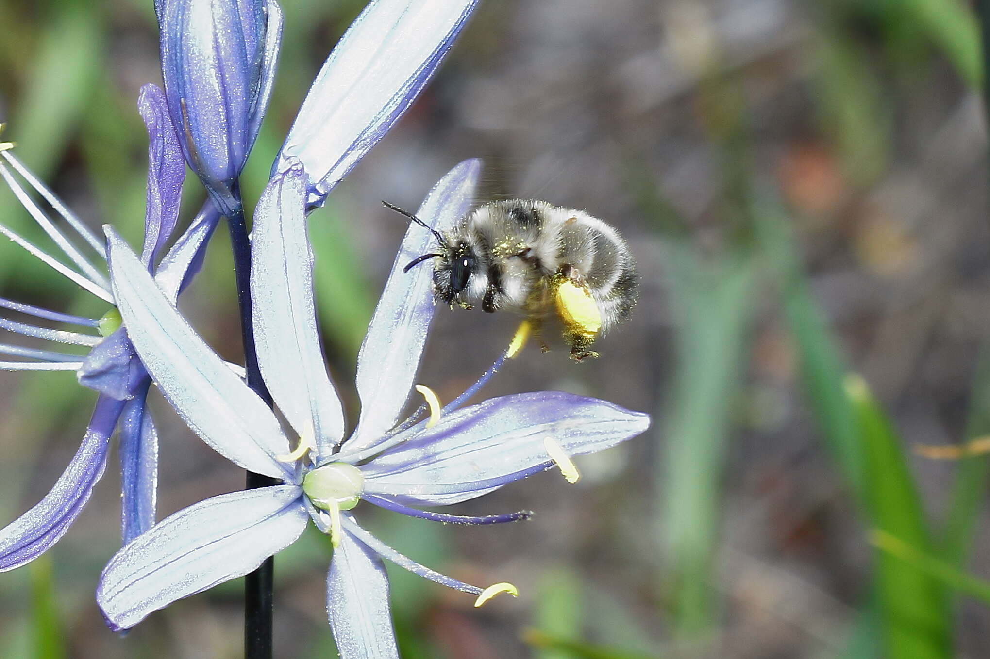 Image of Habropoda cineraria (Smith 1879)