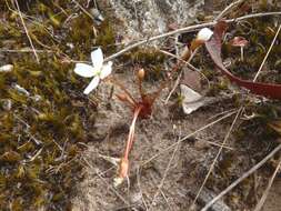 Image of Drosera praefolia Tepper