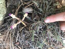 Image of chestnut milkvetch