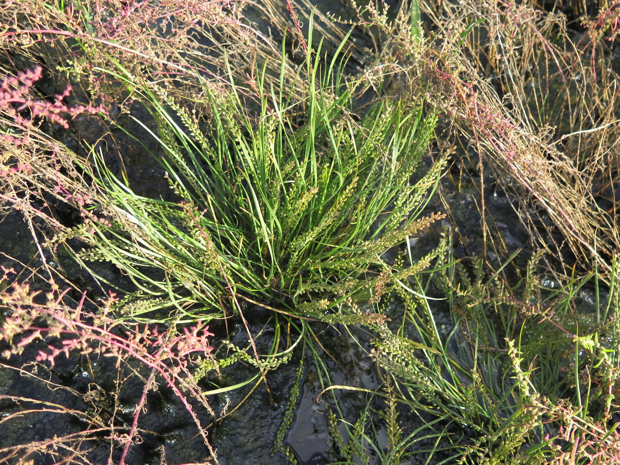 Image of Sea Arrowgrass