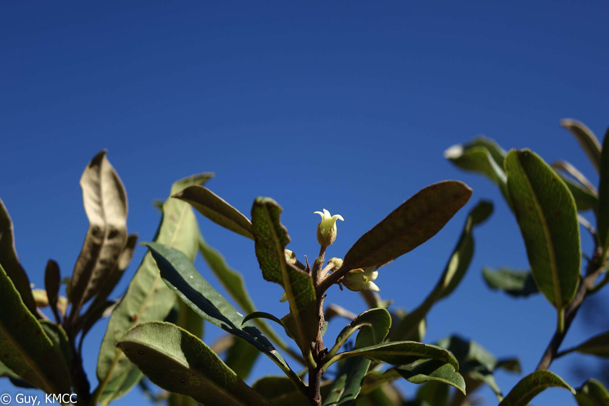 صورة Pittosporum pachyphyllum Baker