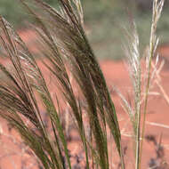 Image of Austrostipa nitida (Summerh. & C. E. Hubb.) S. W. L. Jacobs & J. Everett