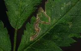 Image of Stigmella nylandriella (Tengström 1848) Beirne 1945