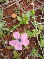 Image of Linum pubescens Banks & Solander