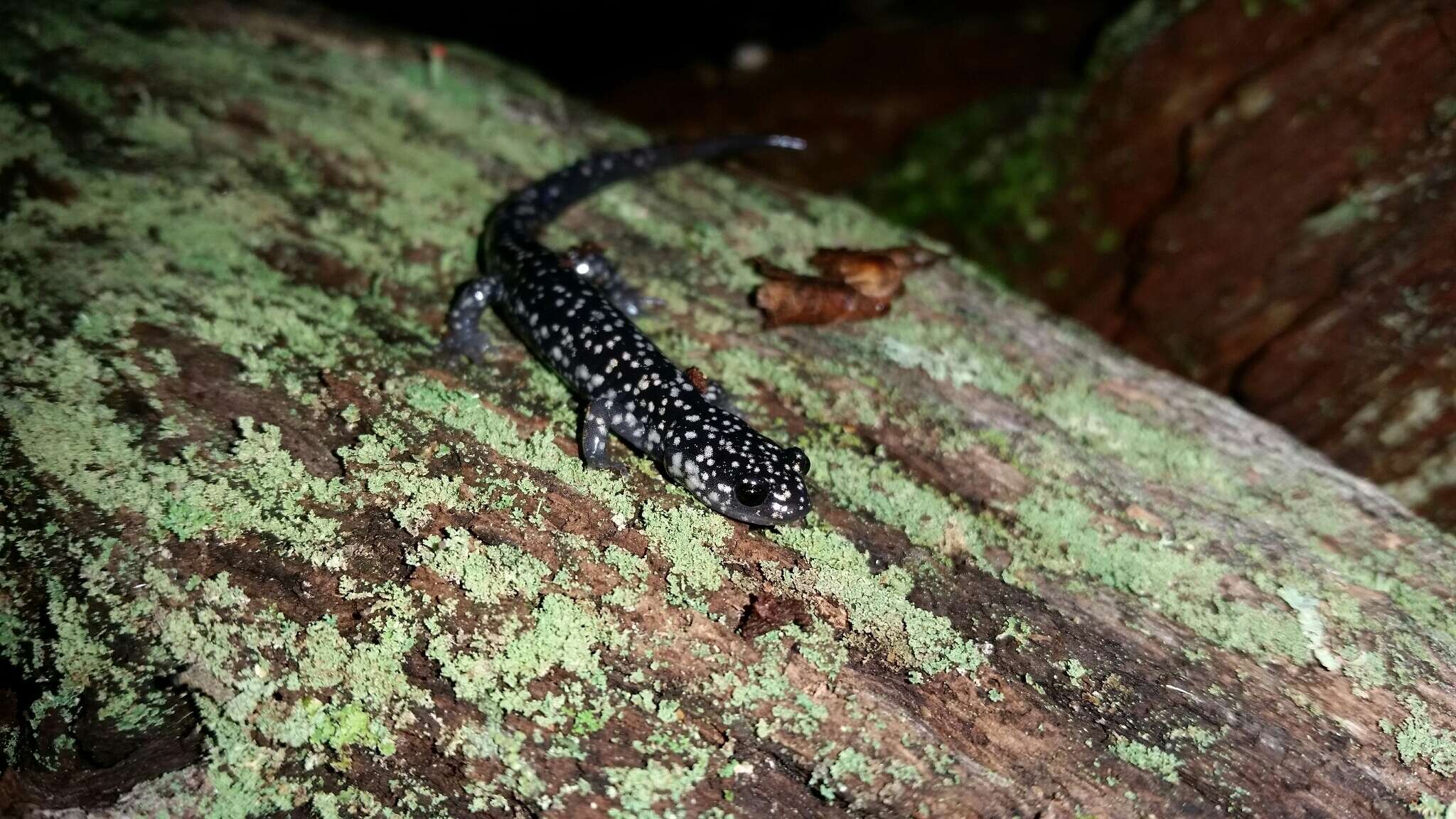 Image of White-spotted Slimy Salamander