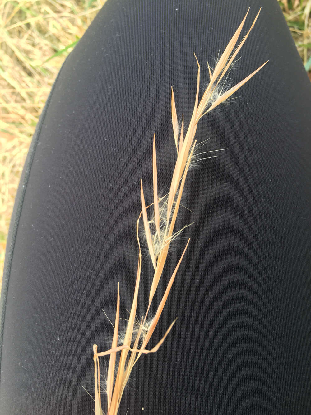 Image of Broomsedge Bluestem