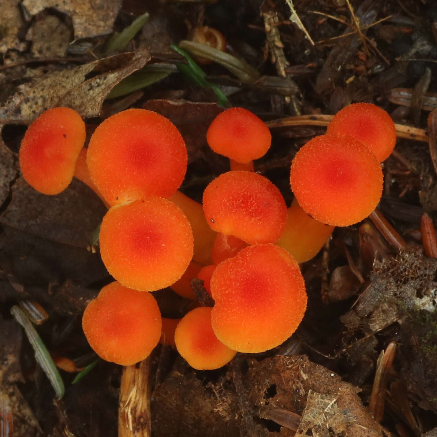 Plancia ëd Hygrocybe squamulosa (Ellis & Everh.) Arnolds 1995