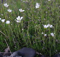 Plancia ëd Cherleria obtusiloba (Rydb.) A. J. Moore & Dillenb.