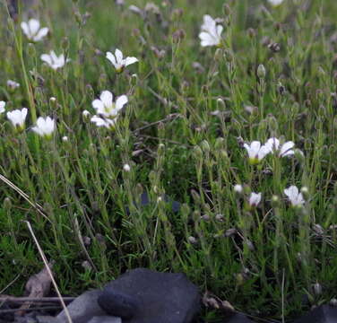 Plancia ëd Cherleria obtusiloba (Rydb.) A. J. Moore & Dillenb.