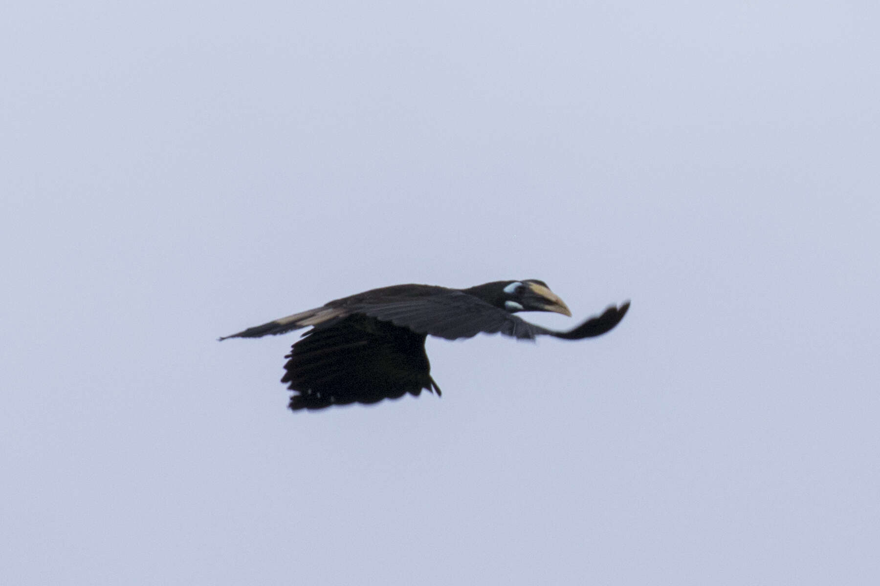 Image of Bushy-crested Hornbill