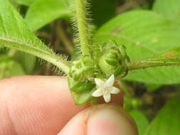 Image of Woolly Woodvine