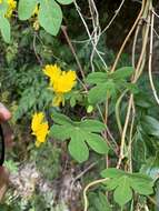 Image of Tropaeolum peregrinum L.