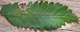 Image of Stigmella sorbi (Stainton 1861) Fletcher et al. 1945