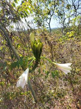 Image of Vanilla madagascariensis Rolfe