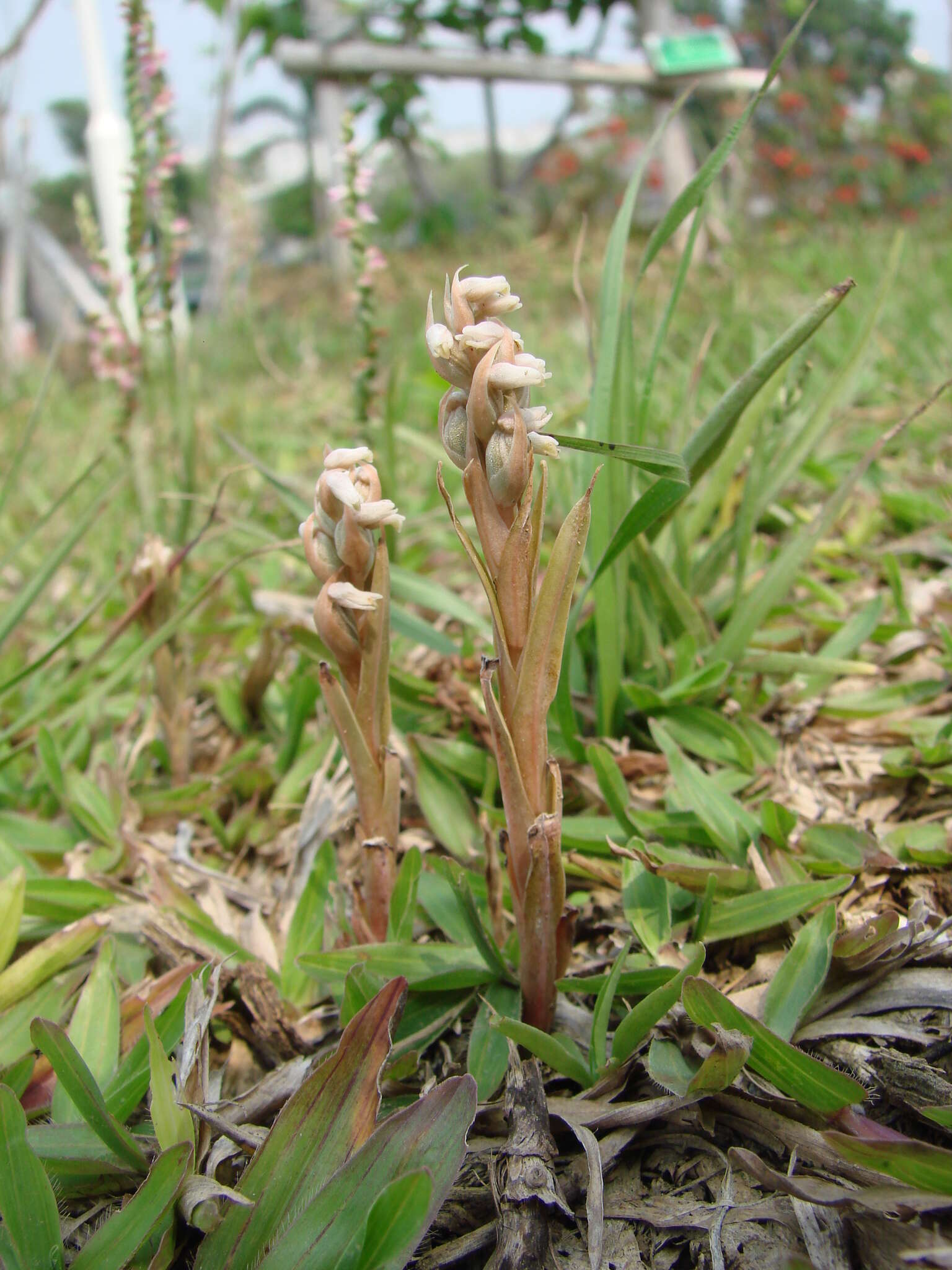 Image of Lawn orchid