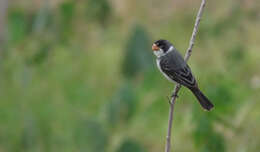 Image of White-throated Seedeater