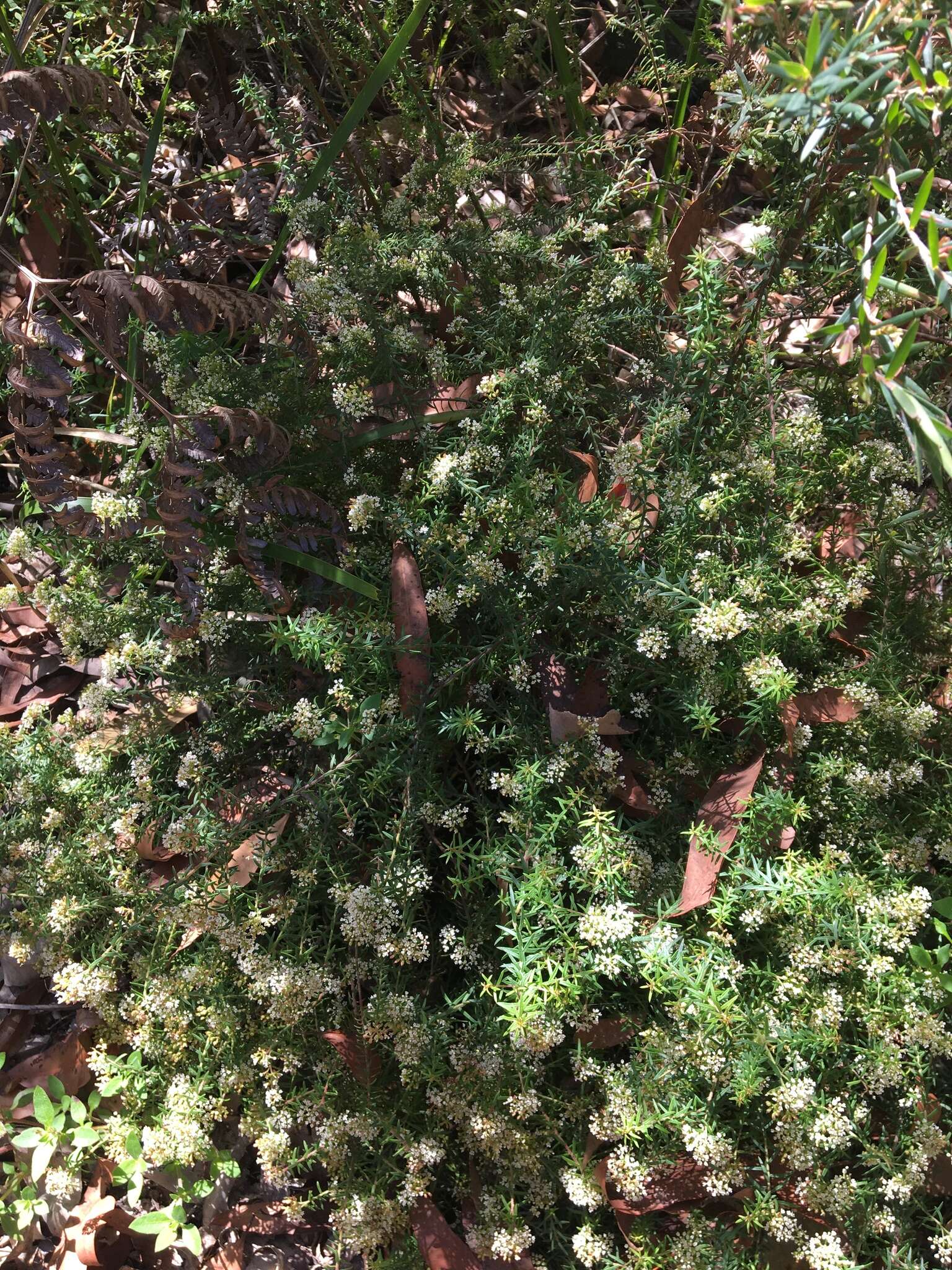 Platysace ericoides (Sieb. ex DC.) C. Norman resmi