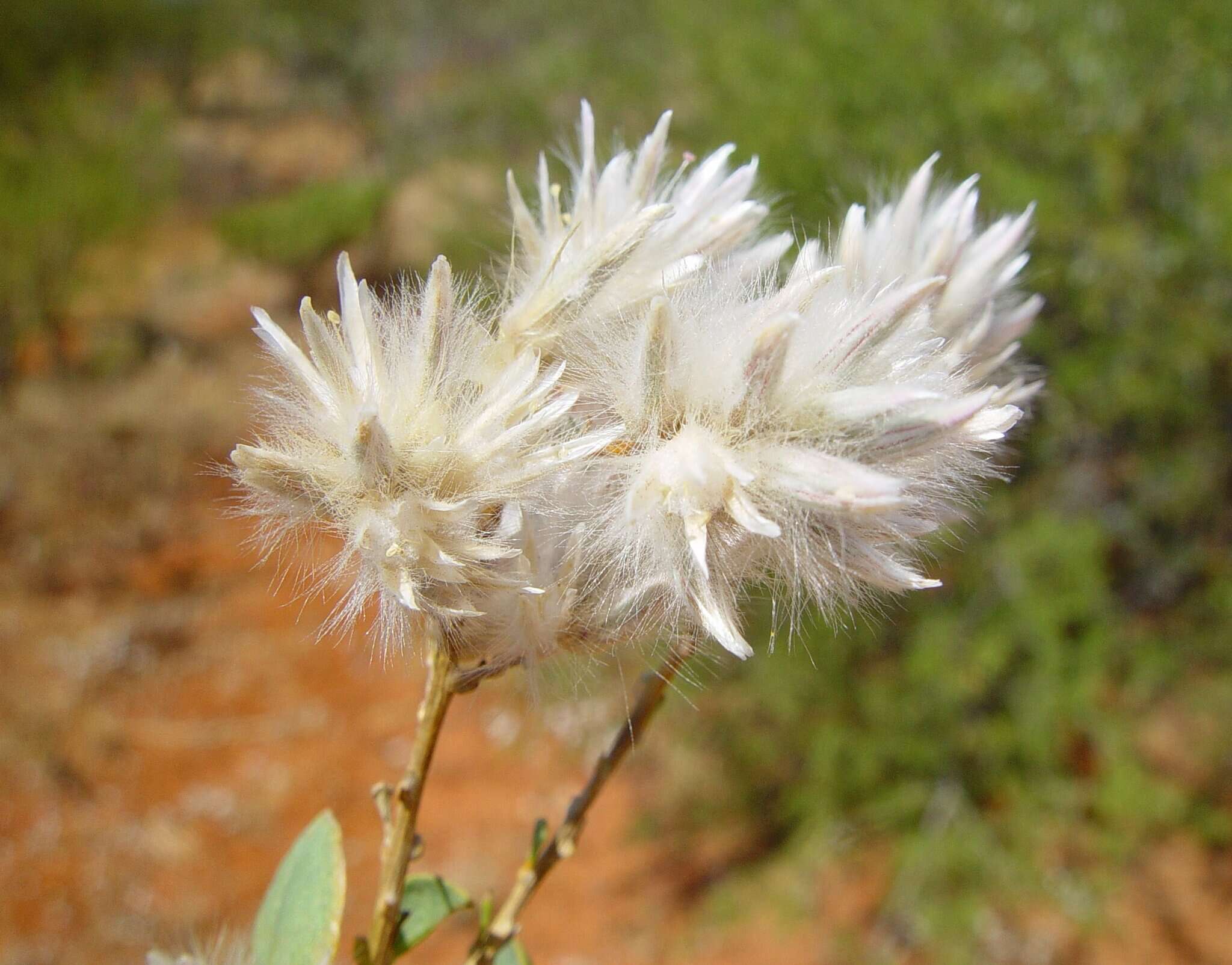 Image de Ptilotus polakii subsp. juxtus Lally