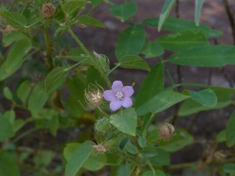 Image of Pavonia arabica Hochst. ex Steud.