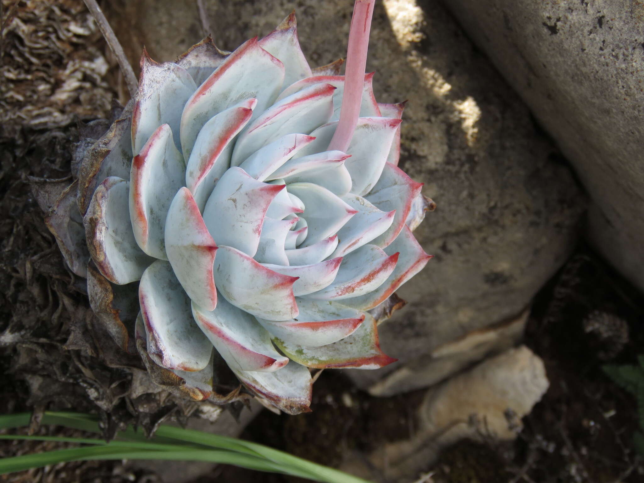 Image of Echeveria peacockii Croucher