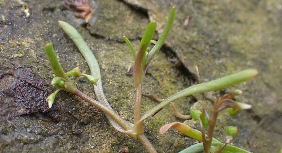 Image of Dwarf Candy-Flower