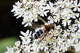 Image of Leucozona glaucia (Linnaeus 1758)