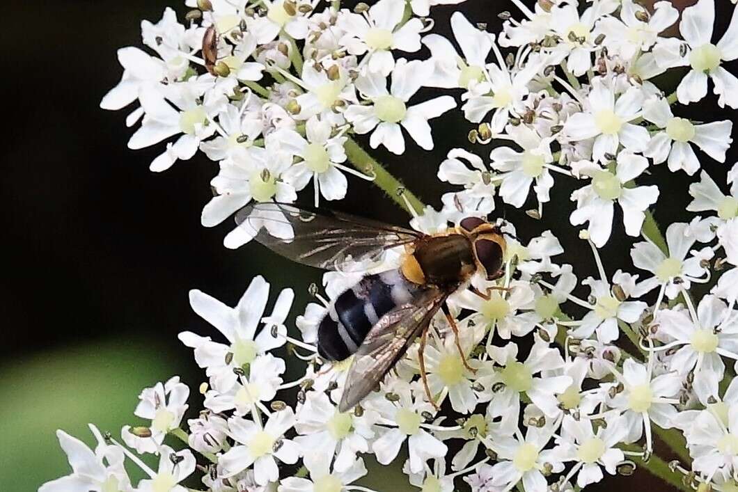 Leucozona glaucia (Linnaeus 1758) resmi