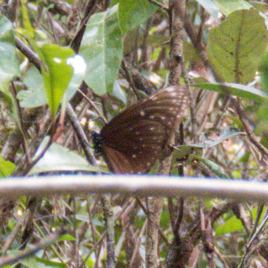 Euploea phaenareta Schaller 1785的圖片