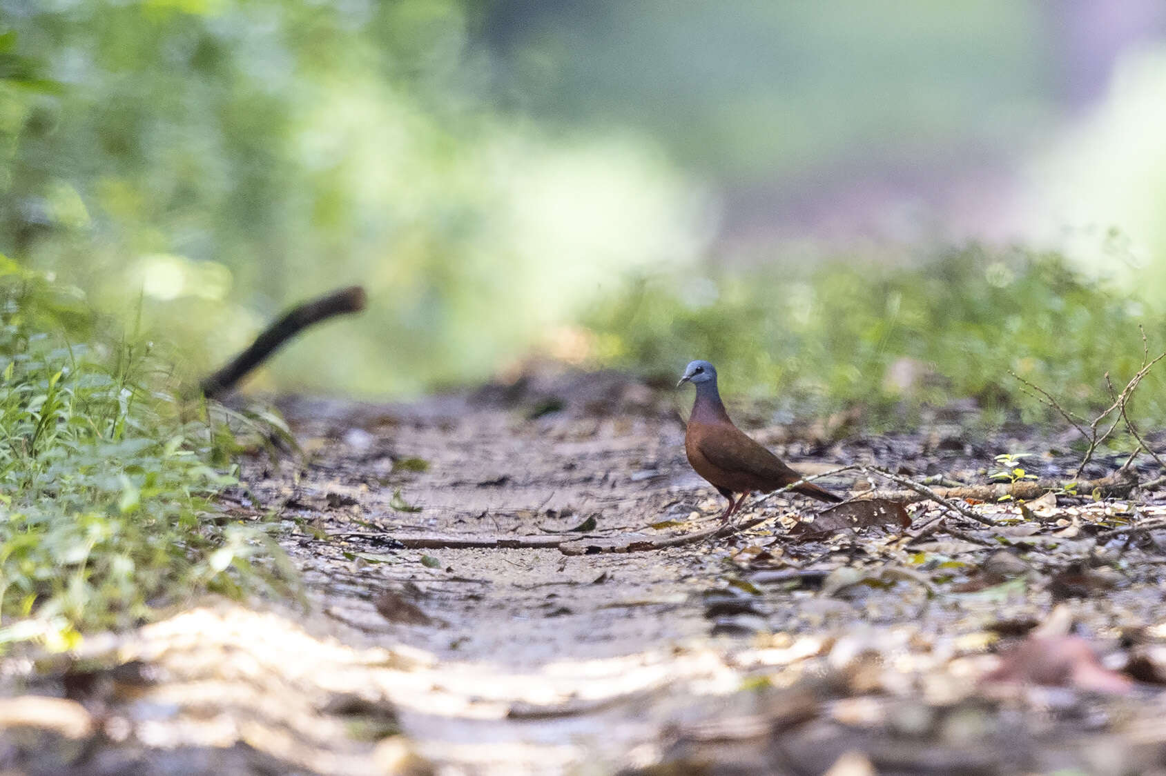 Image of Blue-headed Wood Dove