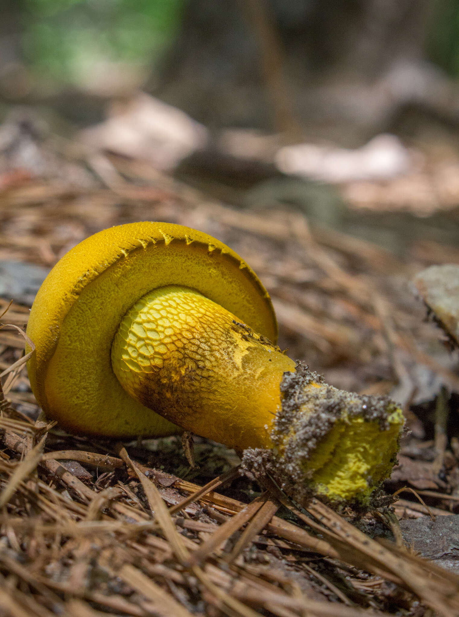 Слика од Retiboletus