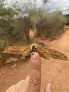 Image of Aurivillius fusca (Rothschild 1895)