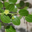 Plancia ëd Ziziphus lotus subsp. lotus