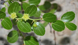 Image of Ziziphus lotus subsp. lotus