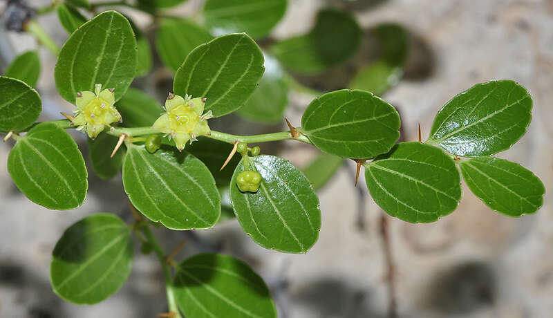 Plancia ëd Ziziphus lotus subsp. lotus