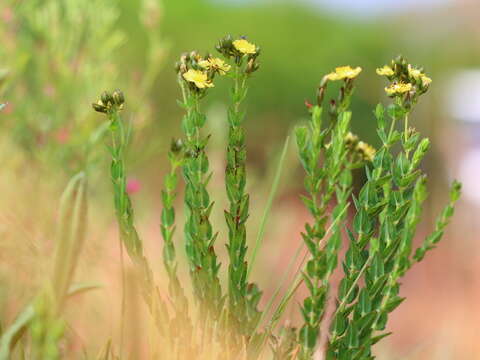 Imagem de Hypericum aethiopicum subsp. sonderi (Bred.) N. K. B. Robson