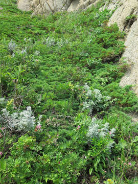 Image of Juniperus sabina var. dauurica