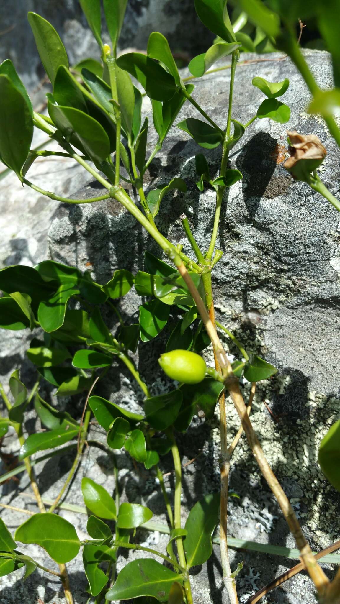 Image de Coffea buxifolia A. Chev.